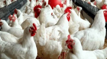 انخفاض قياسي.. أسعار الفراخ تسجل هبوطاً غير مسبوق في بورصة الدواجن اليوم السبت 8 نوفمبر 2025